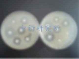 抑菌環(huán)試驗