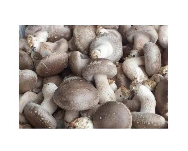 香菇檢測