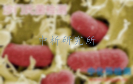 沙門氏菌檢測