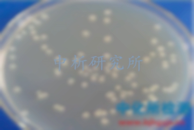 枯草芽孢桿菌檢測