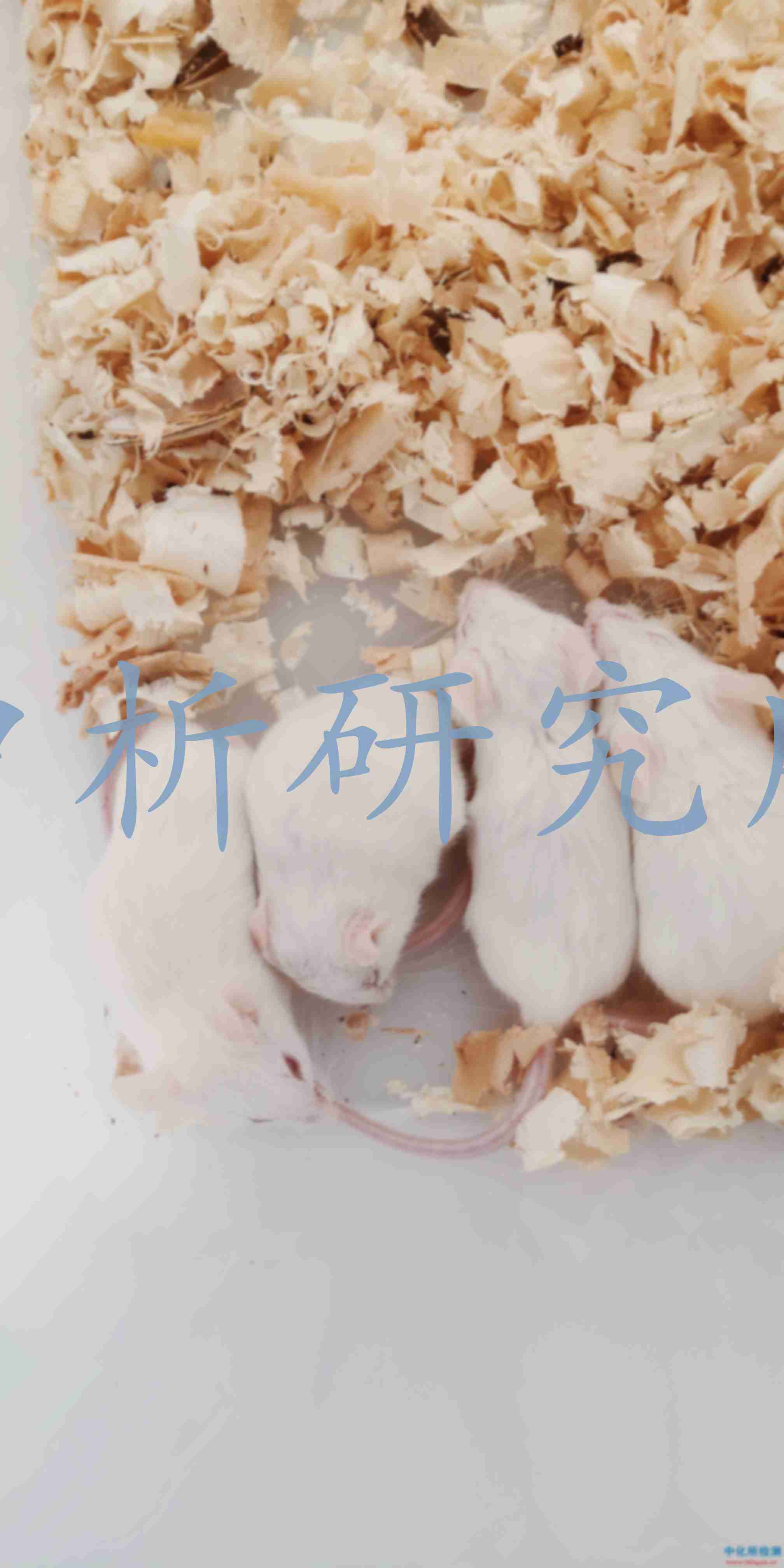 皮膚刺激性試驗