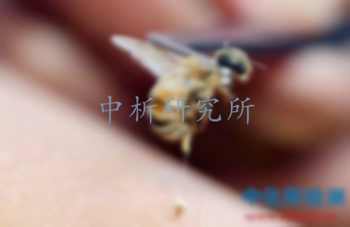 蜂毒檢測