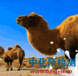 駝奶檢測