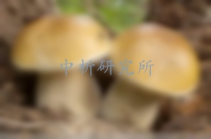 牛肝菌檢測(cè)