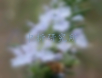 迷迭香檢測