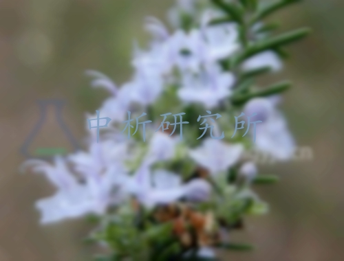 迷迭香檢測