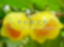 金花茶檢測