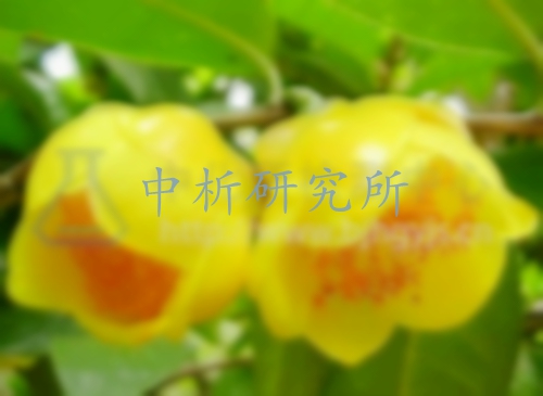 金花茶檢測