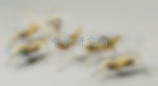 工藝品檢測