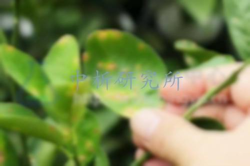 苯醚甲環(huán)唑檢測