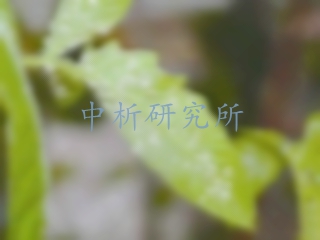 聯苯菊酯檢測