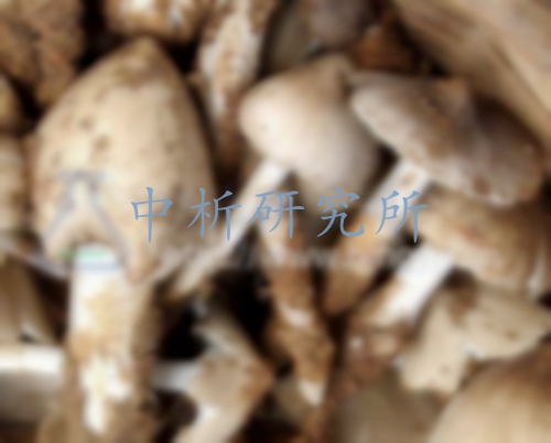 雞樅菌檢測,雞樅菌檢測報(bào)告