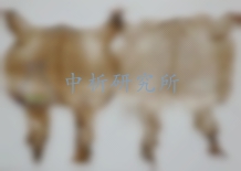 蟾衣檢測,蟾衣檢測報告