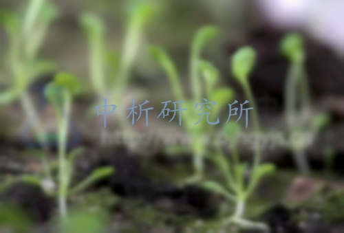 擬南芥檢測(cè),擬南芥檢測(cè)報(bào)告