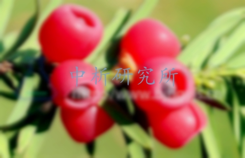 紅豆杉檢測,紅豆杉檢測報告