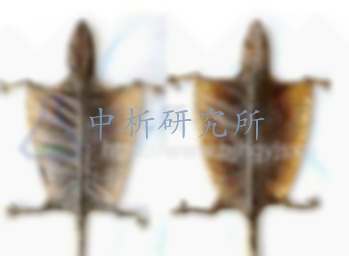 蛤蚧檢測(cè),蛤蚧檢測(cè)報(bào)告