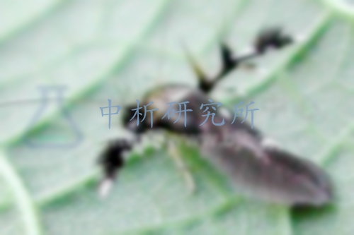 昆蟲信息素檢測,昆蟲信息素檢測報告