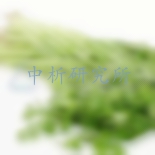 芹菜檢測(cè)